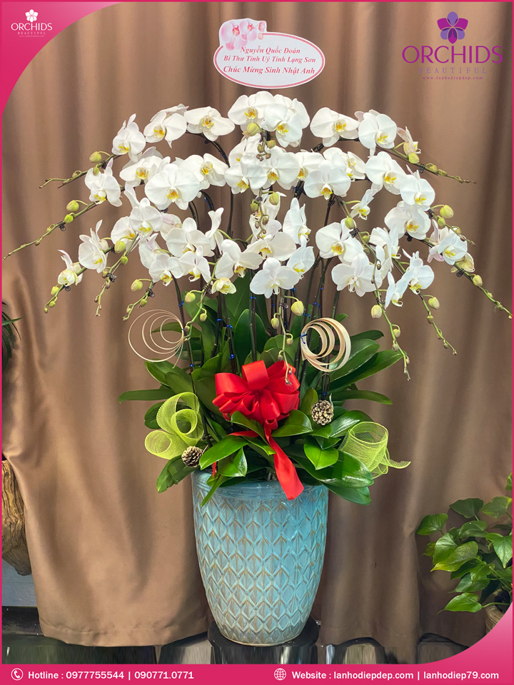 Chậu hoa lan hồ điệp trắng 15 cành