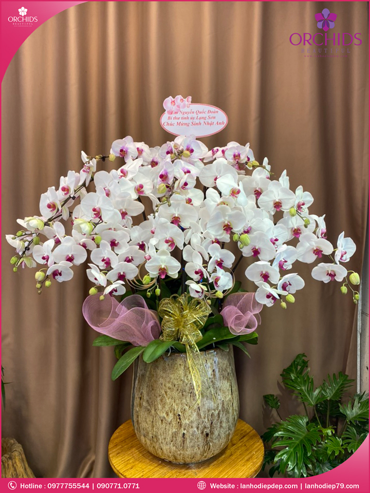Chậu hoa lan hồ điệp trắng 15 cành