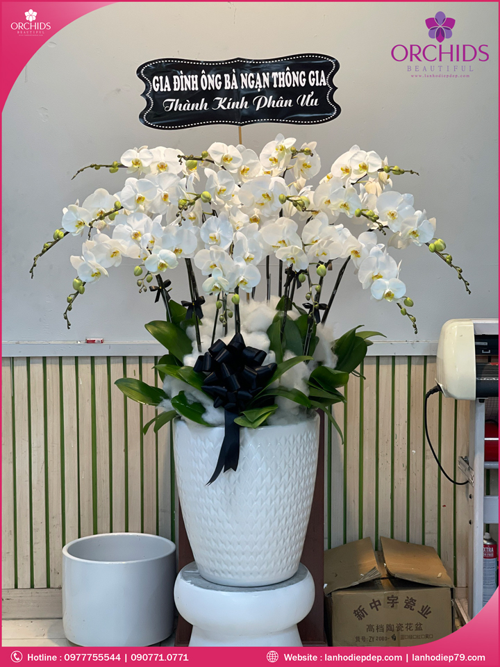 Chậu hoa lan hồ điệp trắng 15 cành