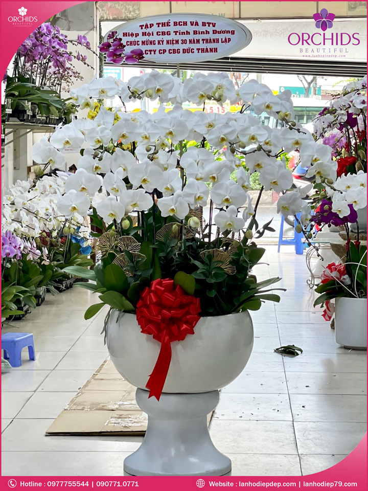 Chậu hoa lan hồ điệp trắng 15 cành