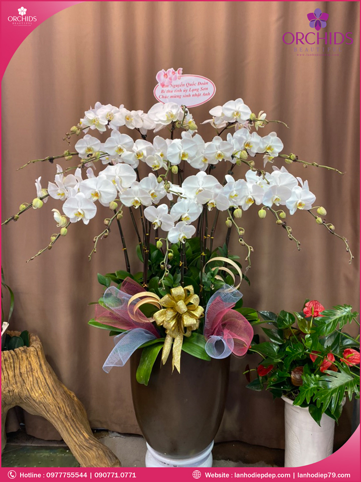 Chậu hoa lan hồ điệp trắng 15 cành