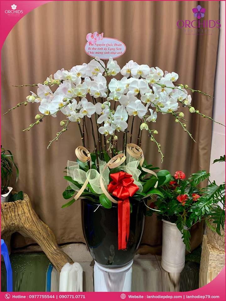 Chậu hoa lan hồ điệp trắng 15 cành