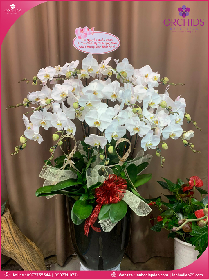 Chậu hoa lan hồ điệp trắng 15 cành