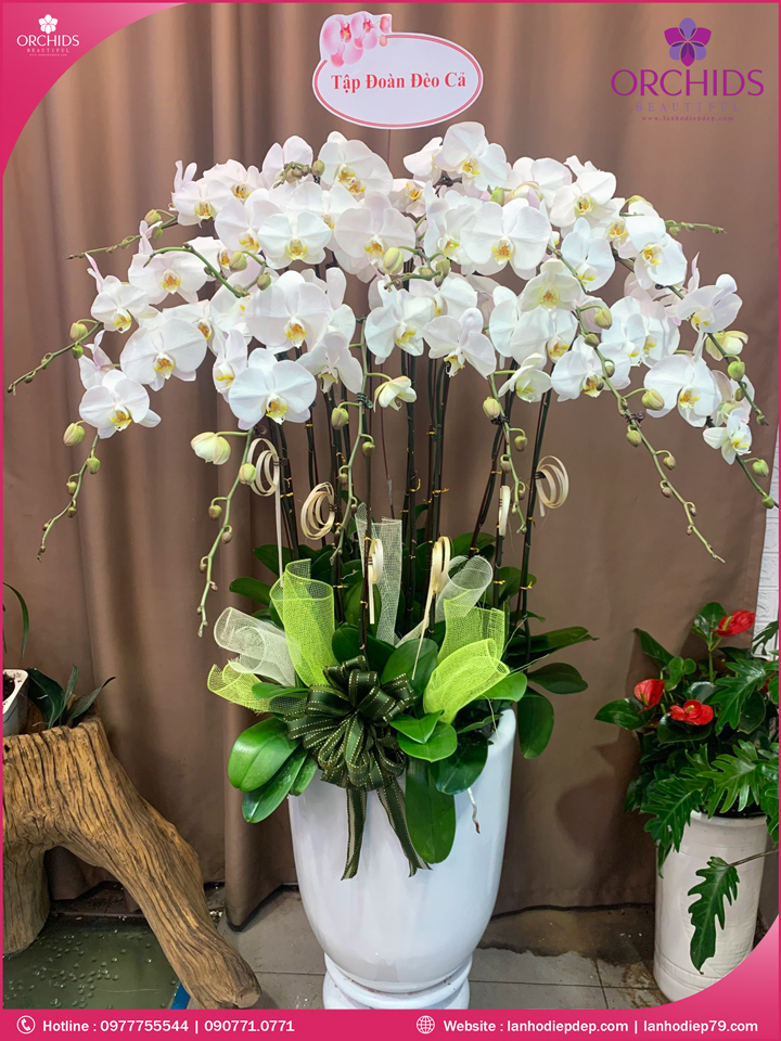 Chậu hoa lan hồ điệp trắng 15 cành