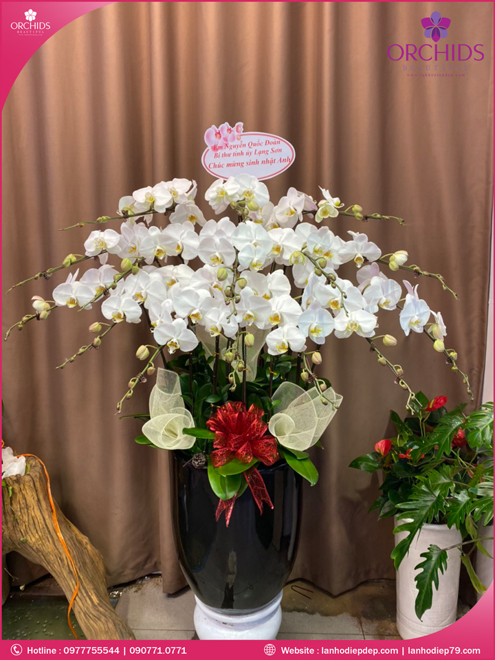 Chậu hoa lan hồ điệp trắng 15 cành