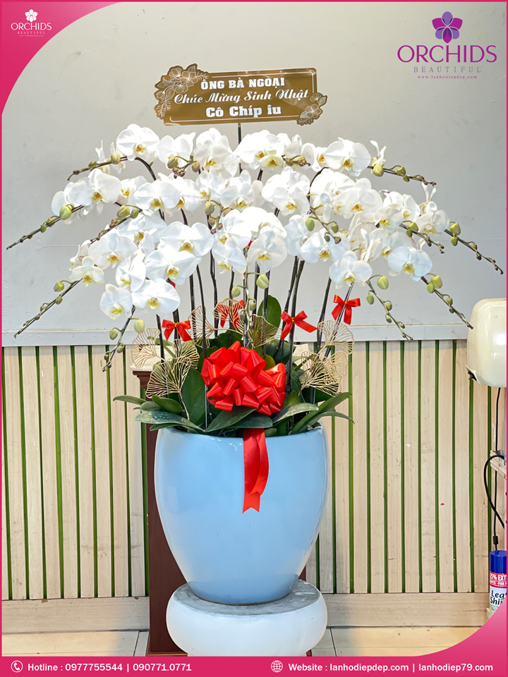 Chậu hoa lan hồ điệp trắng 15 cành