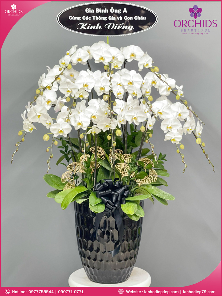 Chậu hoa lan hồ điệp trắng 15 cành
