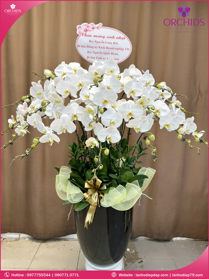 Chậu hoa lan hồ điệp trắng 15 cành