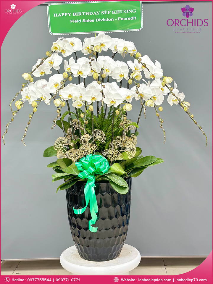 Chậu hoa lan hồ điệp trắng 15 cành