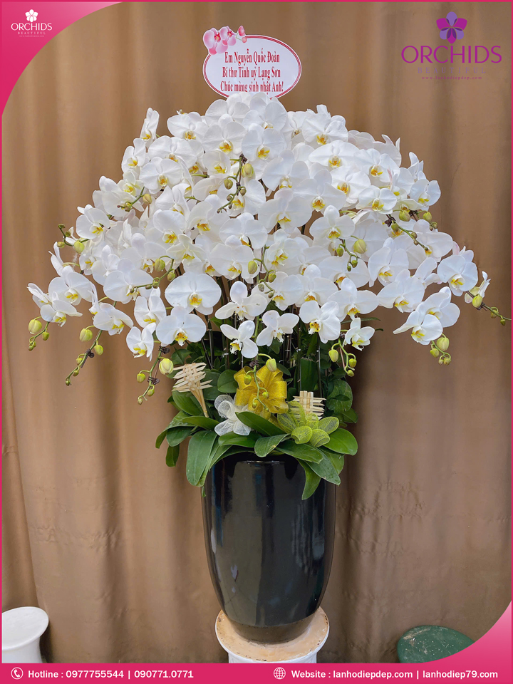 Chậu hoa lan hồ điệp trắng 15 cành