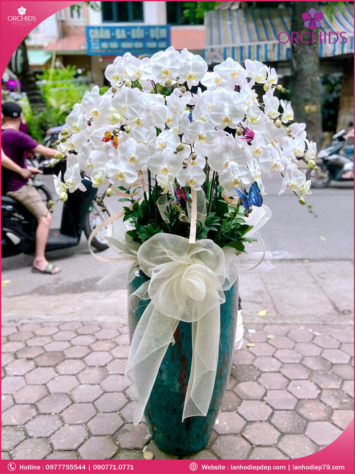 Chậu hoa lan hồ điệp trắng 15 cành