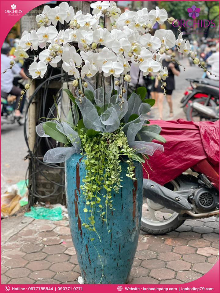 Chậu hoa lan hồ điệp trắng 15 cành