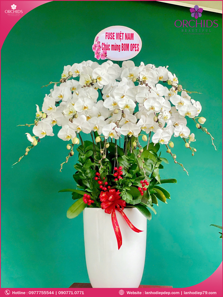 Chậu hoa lan hồ điệp trắng 15 cành