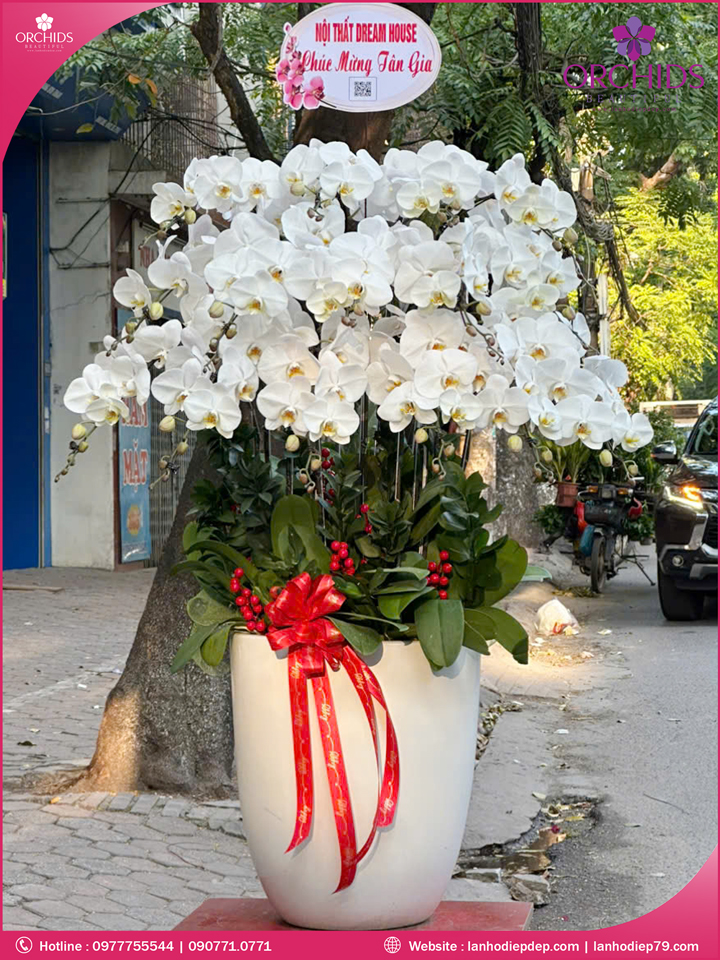 Chậu hoa lan hồ điệp trắng 15 cành