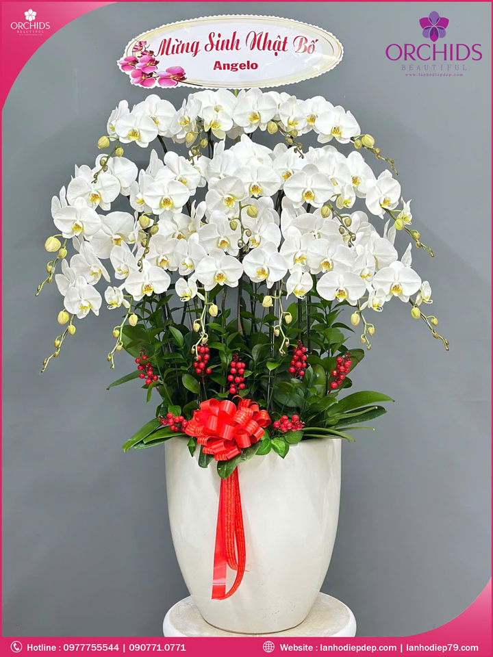 Chậu hoa lan hồ điệp trắng 15 cành