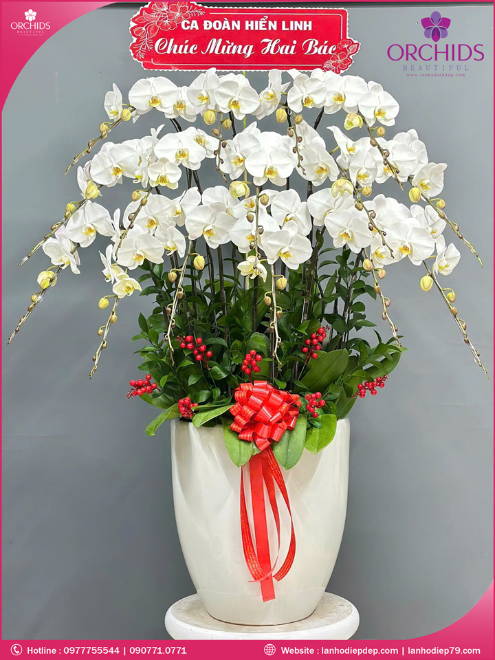 Chậu hoa la hồ diệp trắng 15 cành