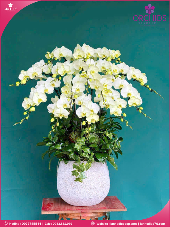 Chậu hoa lan hồ điệp trắng 15 cành