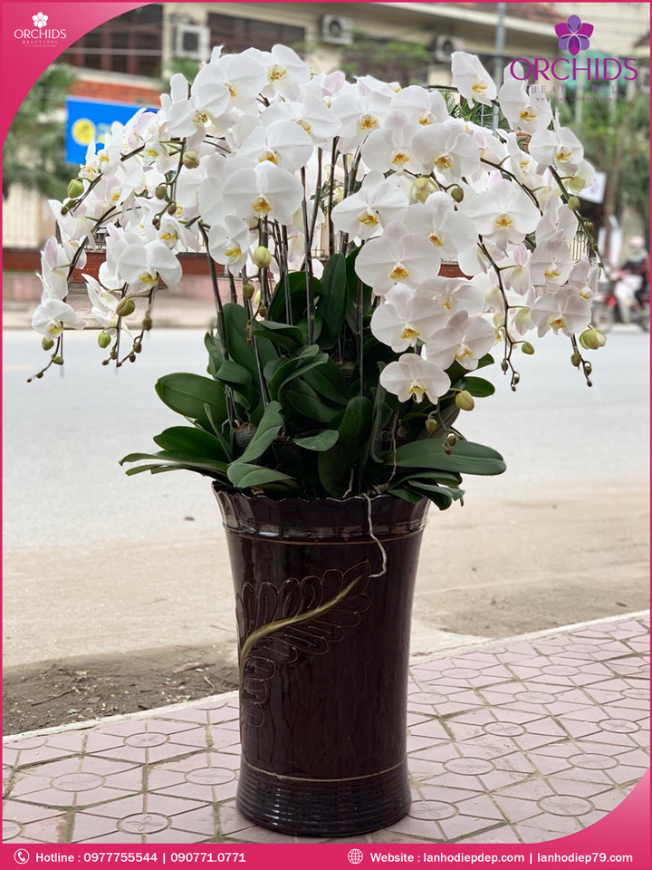 Chậu hoa lan hồ điệp trắng 15 cành
