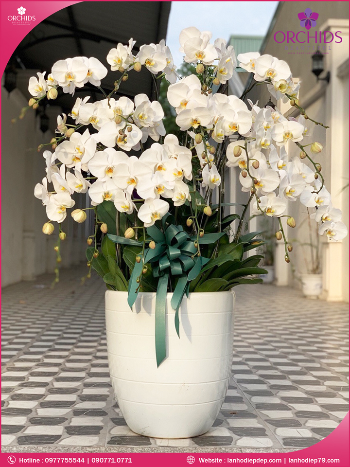 Chậu hoa lan hồ điệp trắng 15 cành