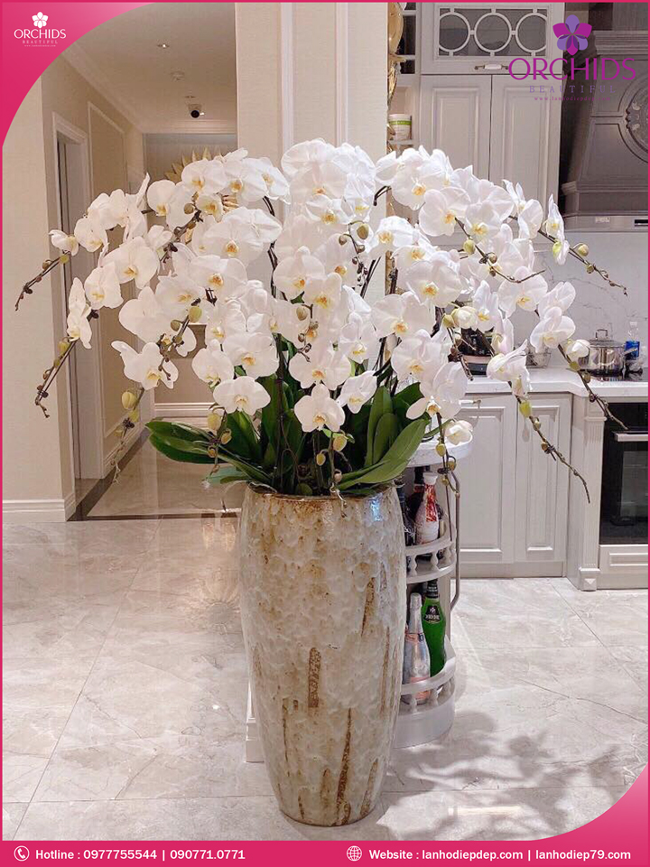 Chậu hoa lan hồ điệp trắng 15 cành