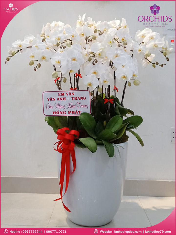 Chậu hoa lan hồ điệp trắng 15 cành