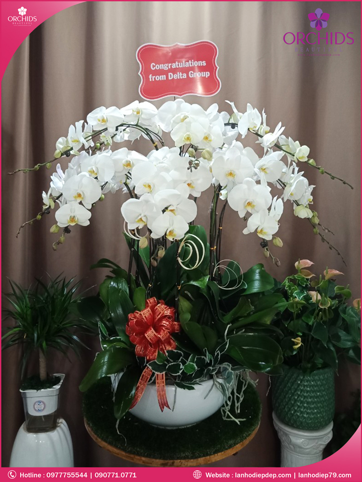 Chậu hoa lan hồ điệp trắng 15 cành