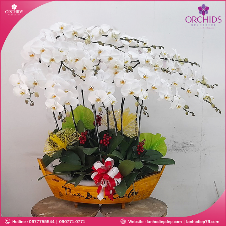 Chậu hoa lan hồ điệp trắng 15 cành