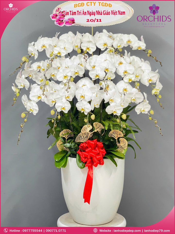 Chậu hoa lan hồ điệp trắng 16 cành