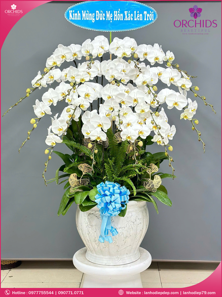 Chậu hoa lan hồ điệp trắng 18 cành