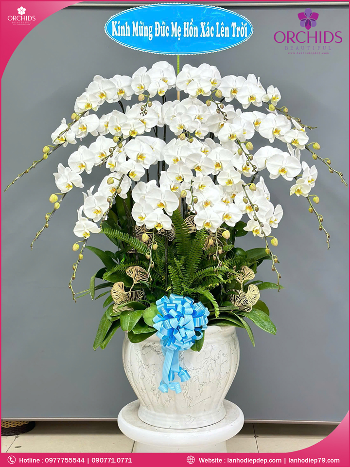 Chậu hoa lan hồ điệp trắng 18 cành