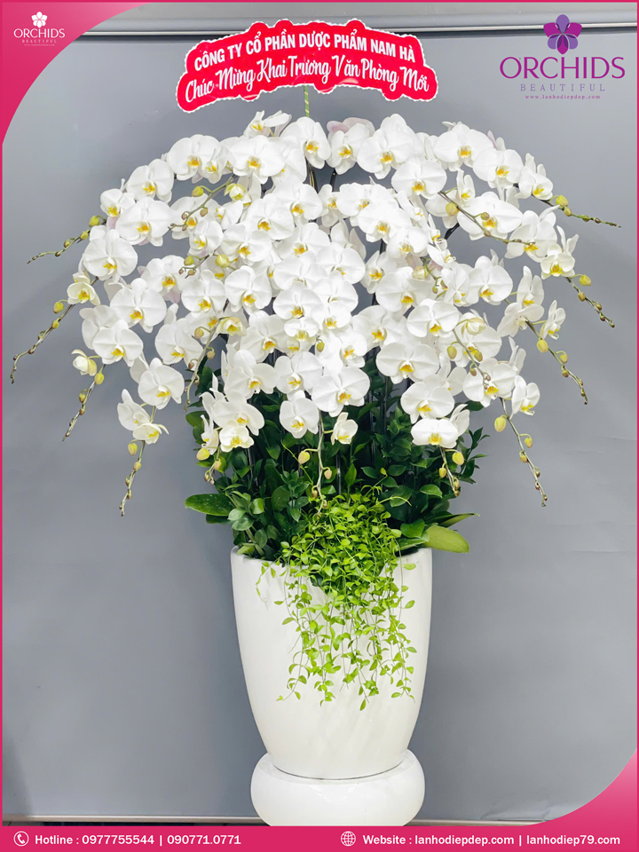 Chậu hoa lan hồ điệp trắng 18 cành