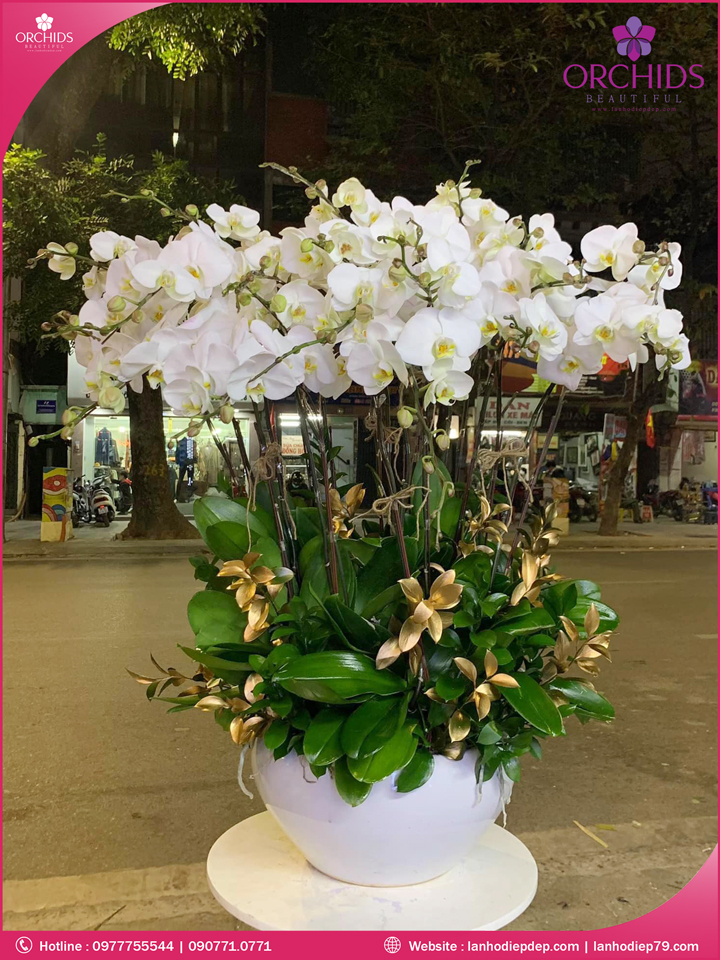Chậu hoa lan hồ điệp trắng 18 cành