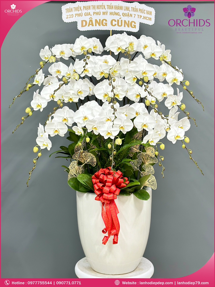 Chậu hoa lan hồ điệp trắng 19 cành