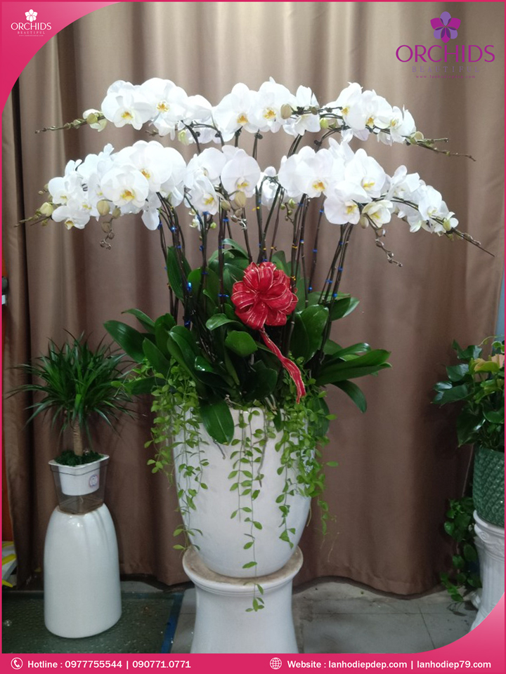 Chậu hoa lan hồ điệp trắng 19 cành