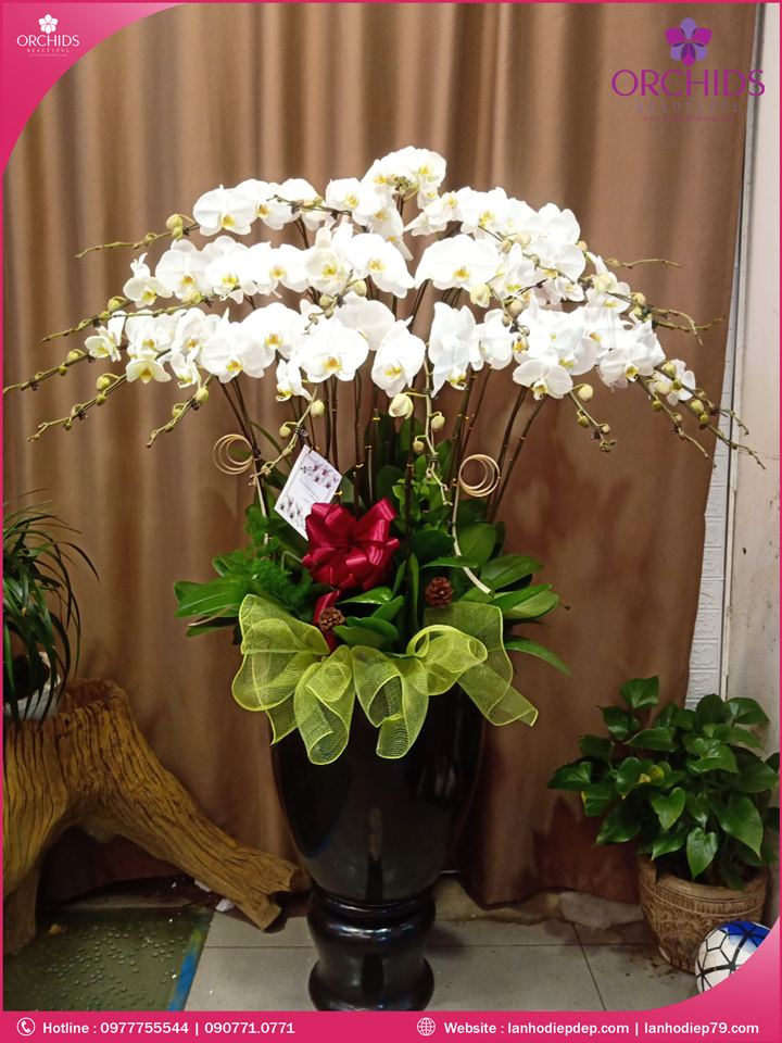 Chậu hoa lan hồ điệp trắng 20 cành