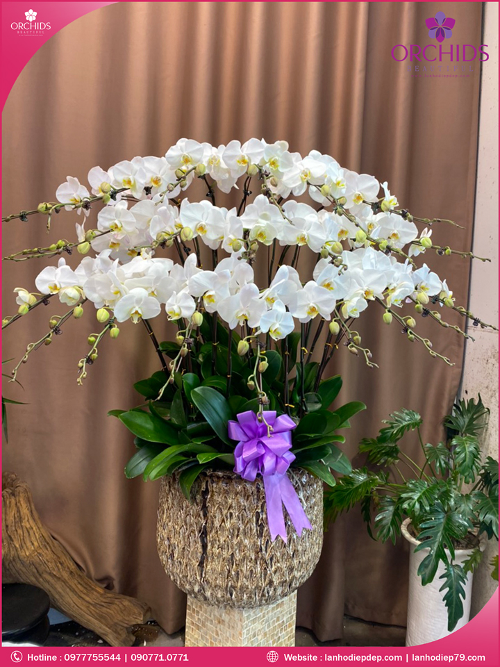 Chậu hoa lan hồ điệp trắng 20 cành