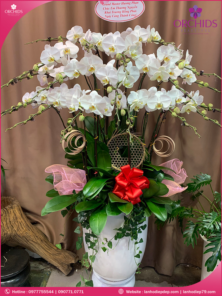Chậu hoa lan hồ điệp trắng 20 cành