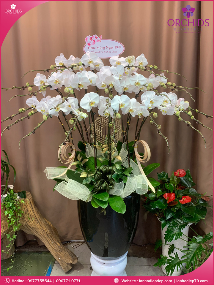 Chậu hoa lan hồ điệp trắng 20 cành