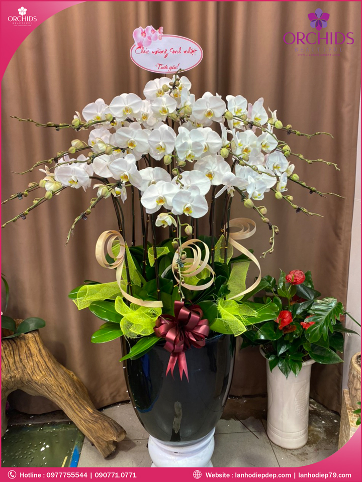 Chậu hoa lan hồ điệp trắng 20 cành