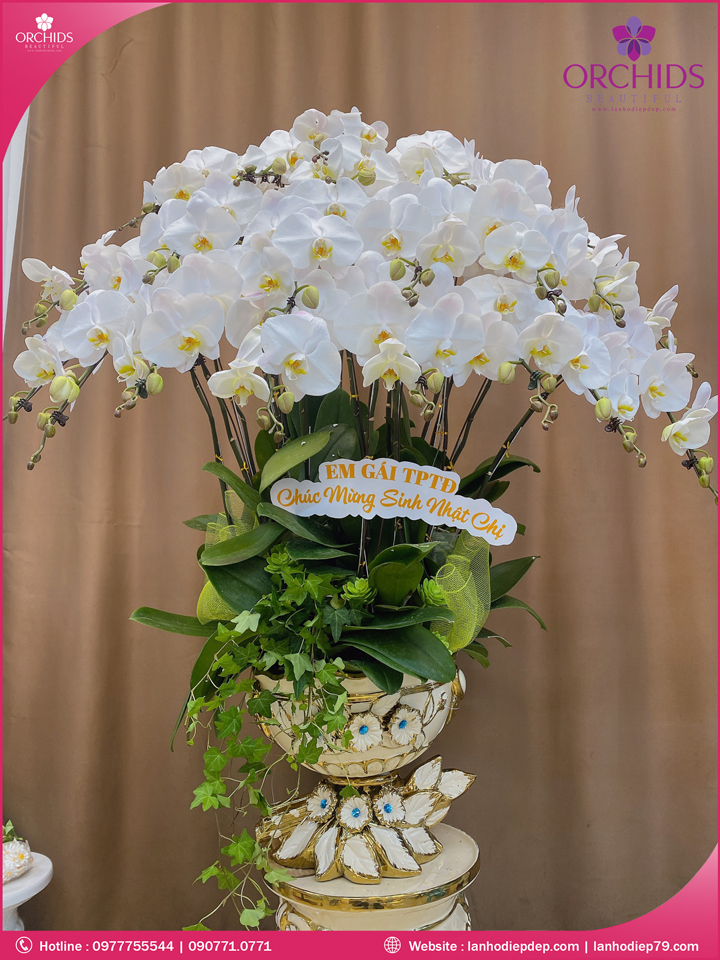 Chậu hoa lan hồ điệp trắng 20 cành
