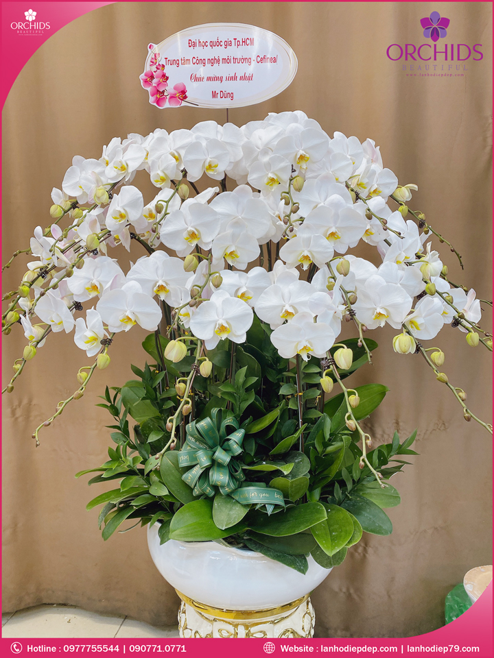 Chậu hoa lan hồ điệp trắng 20 cành