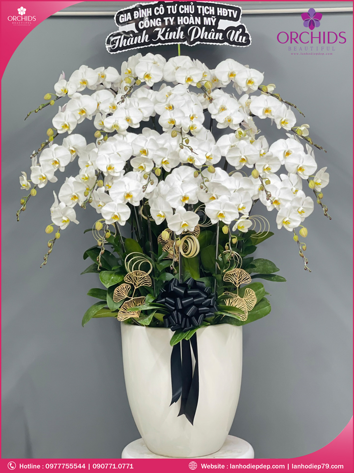Chậu hoa lan hồ điệp trắng 20 cành