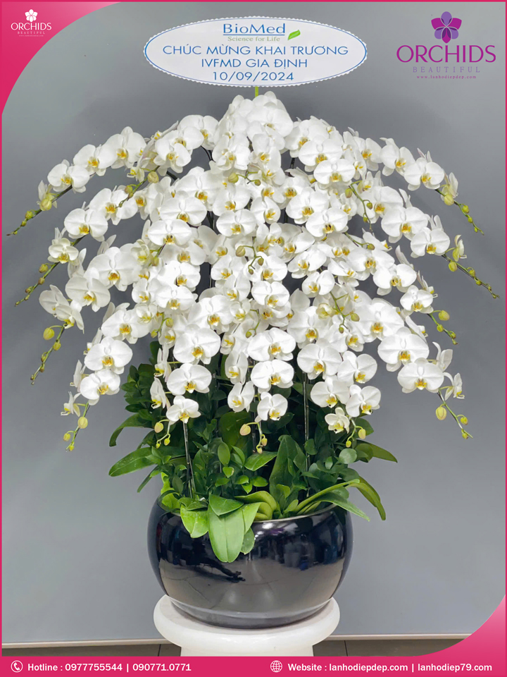 Chậu hoa lan hồ điệp trắng 20 cành