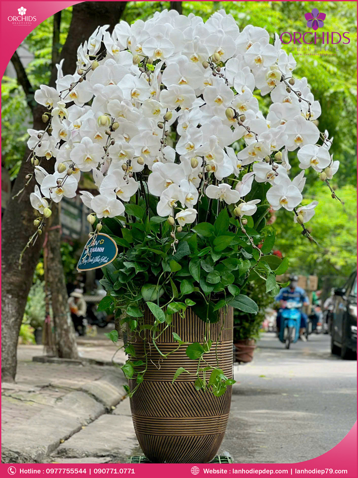 Chậu hoa lan hồ điệp trắng 20 cành