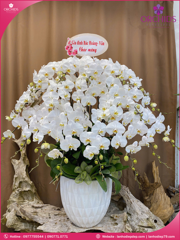 Chậu hoa lan hồ điệp trắng 20 cành