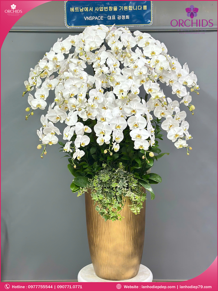 Chậu hoa lan hồ điệp trắng 20 cành