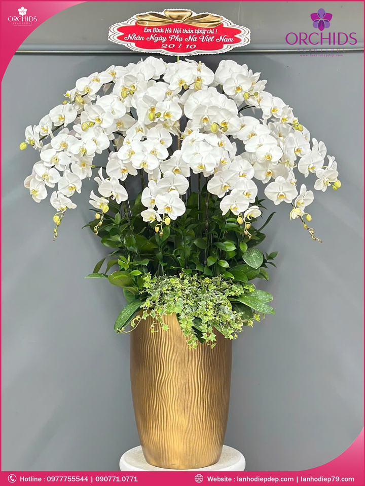 Chậu hoa lan hồ điệp trắng 20 cành