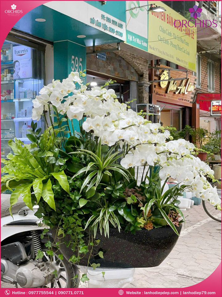 Chậu hoa lan hồ điệp trắng 20 cành