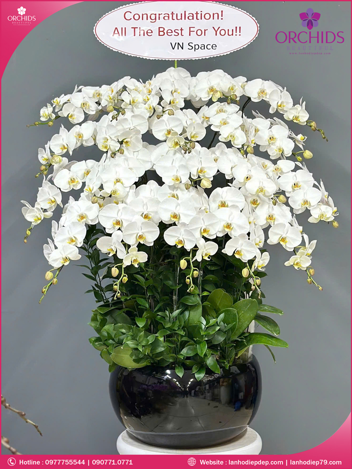 Chậu hoa lan hồ điệp trắng 20 cành