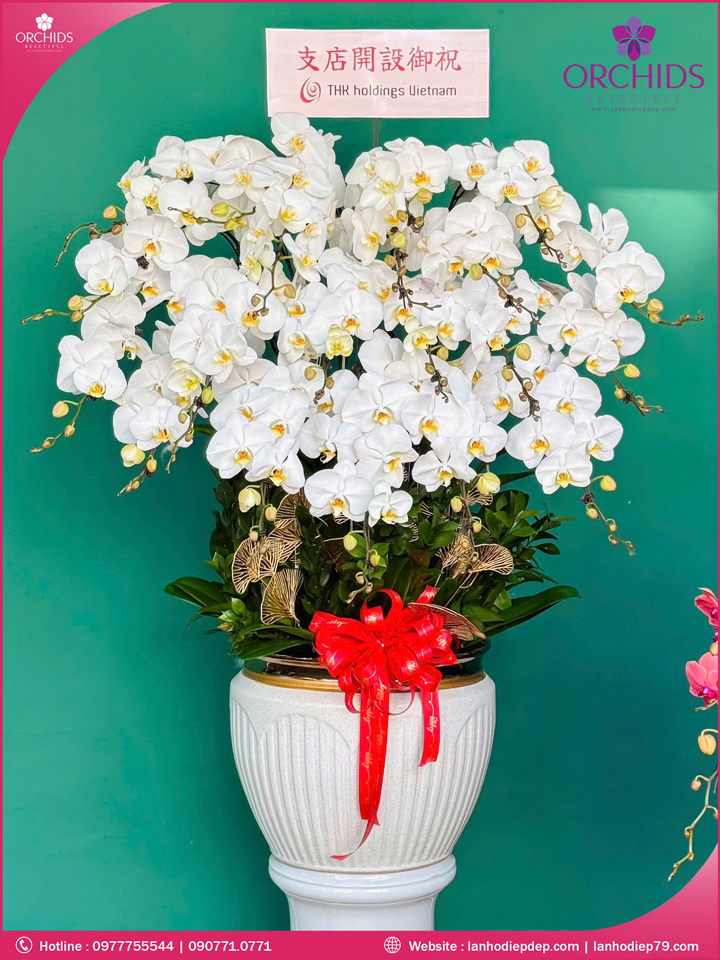 Chậu hoa lan hồ điệp trắng 20 cành